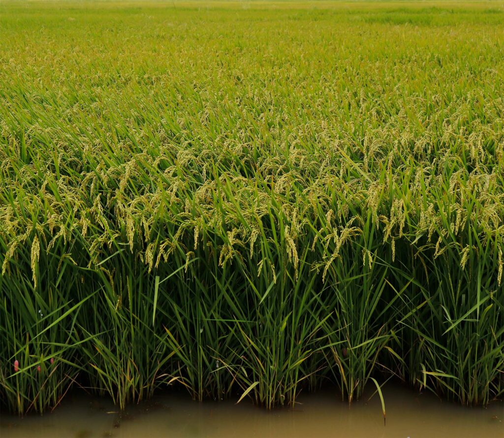 SRP >> (Sustainable Rice Platform) Signature Rice